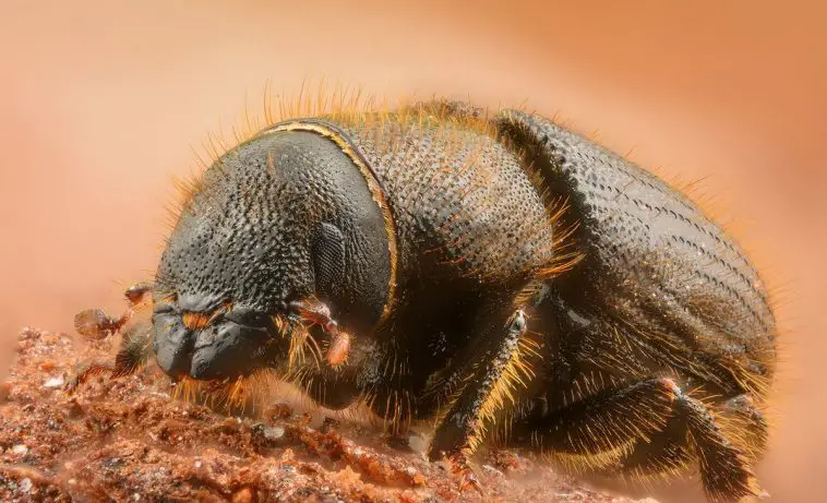 European Spruce Bark Beetle