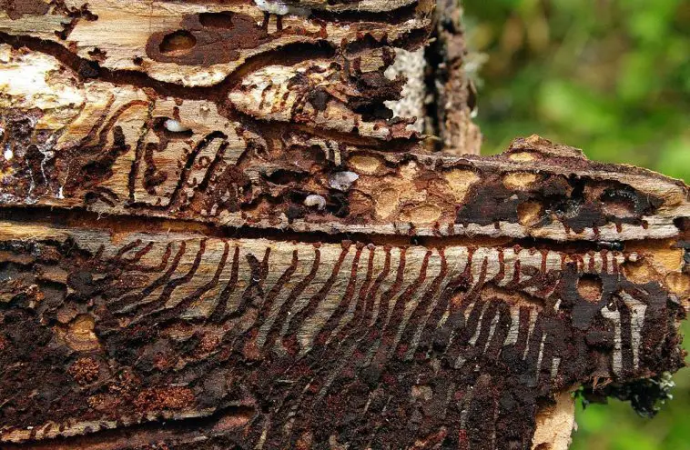 European Spruce Bark Beetle