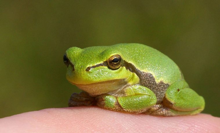 European Tree Frog