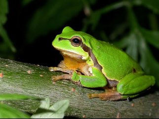 European Tree Frog