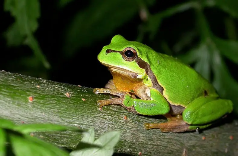 European Tree Frog