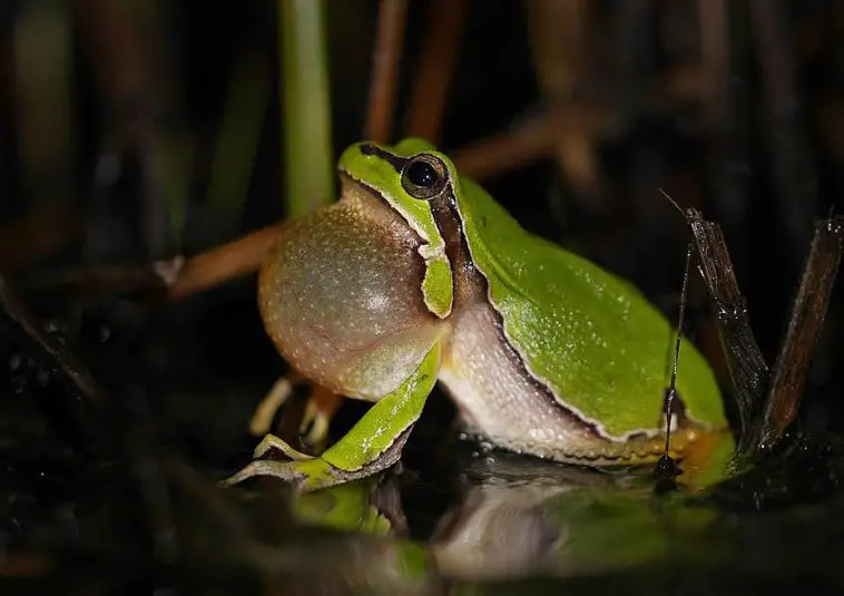 European Tree Frog