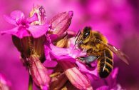 European honeybee