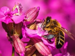 European honeybee