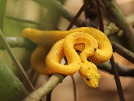 eyelash pit viper