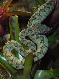 eyelash pit viper
