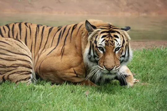 Malayan tiger ABQ Biopark