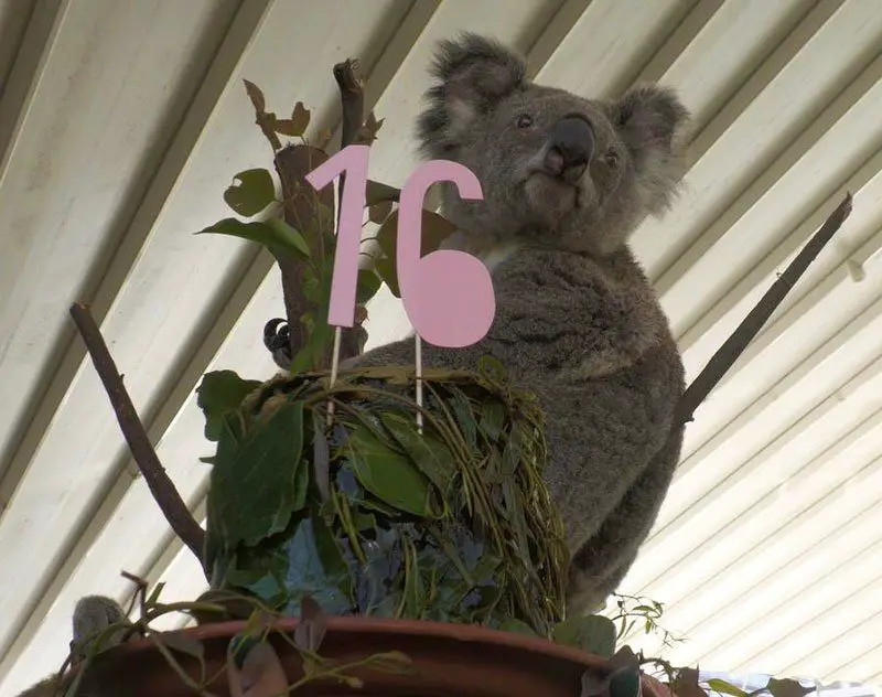 faith the koala WILD LIFE Sydney Zoo