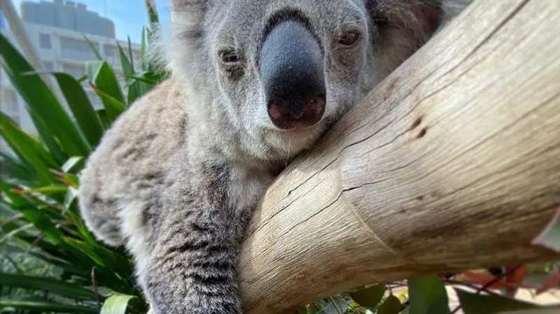 faith the koala WILD LIFE Sydney Zoo