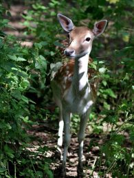 fallow deer