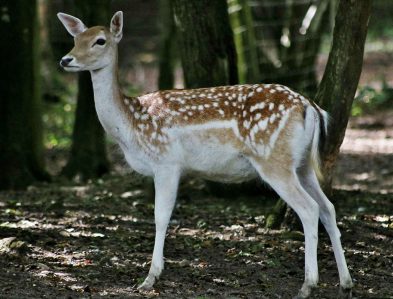 fallow deer