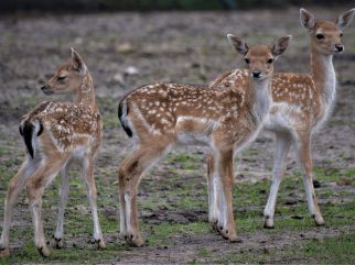 fallow deer