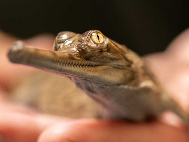 Gharial Hatchling at Fort Worth Zoo