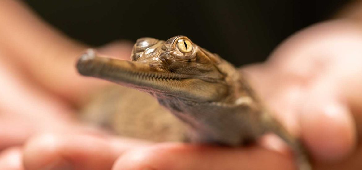 Gharial Hatchling at Fort Worth Zoo
