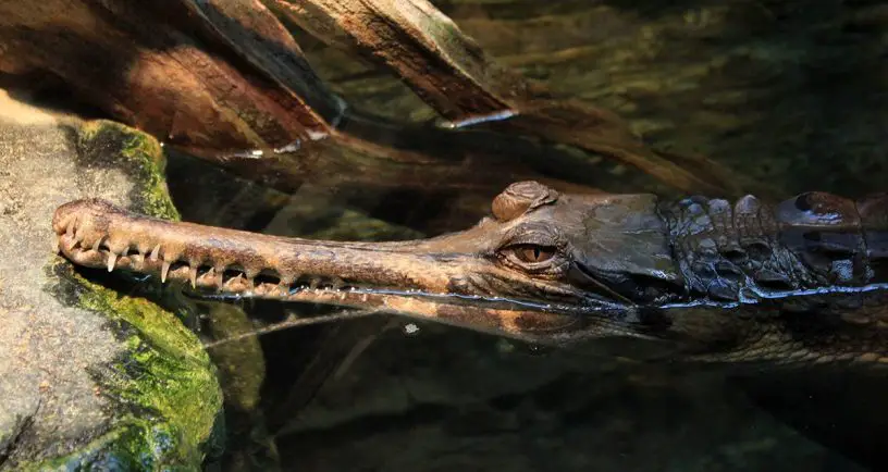 false gharial
