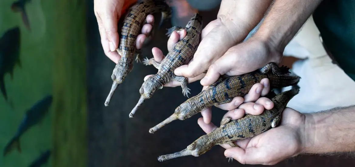 Gharial Hatchling at Fort Worth Zoo