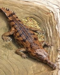 false gharial