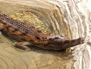 false gharial