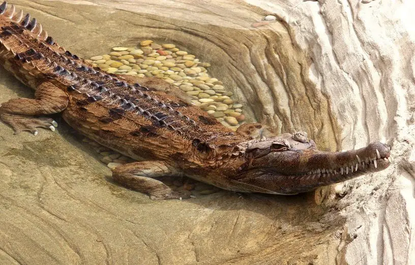 false gharial