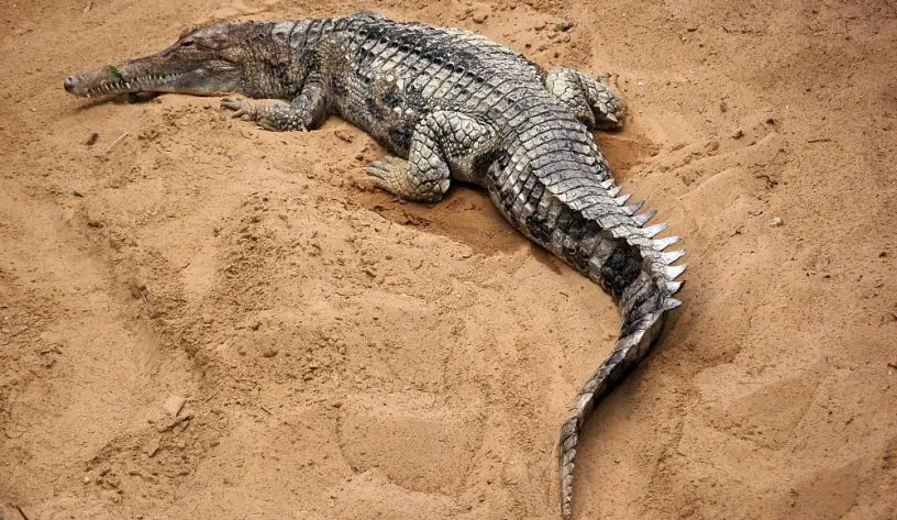 false gharial