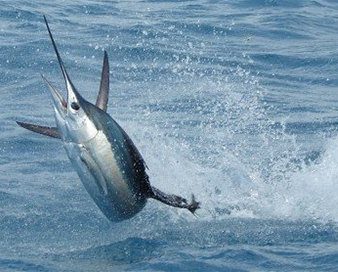 Sailfish