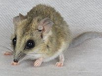 Fat Tailed Dunnart