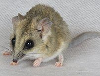 Fat Tailed Dunnart