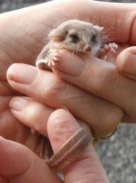 Feathertail Glider