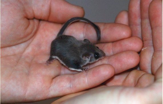 Feathertail Glider