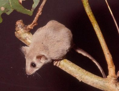 Feathertail Glider