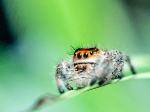 Regal Jumping Spiders Arrive at ZSL London Zoo