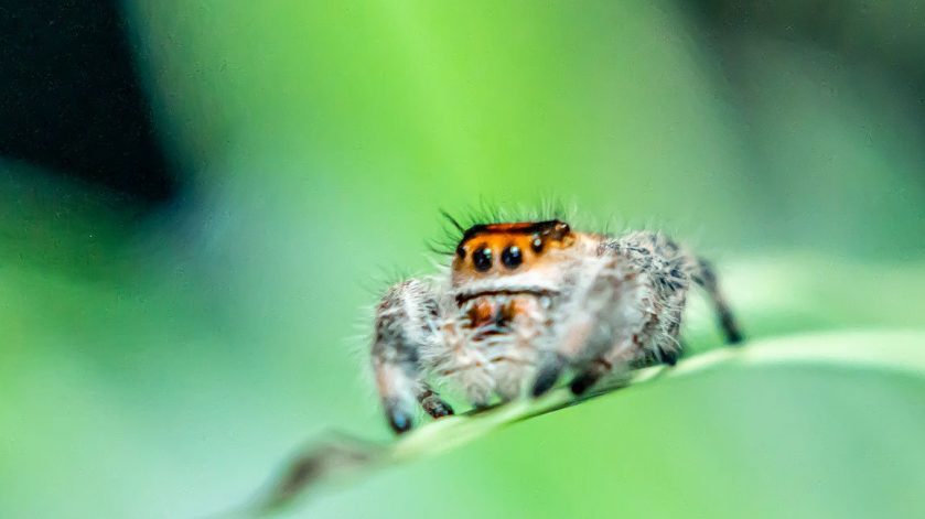Regal Jumping Spiders Arrive at ZSL London Zoo