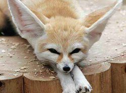 fennec fox