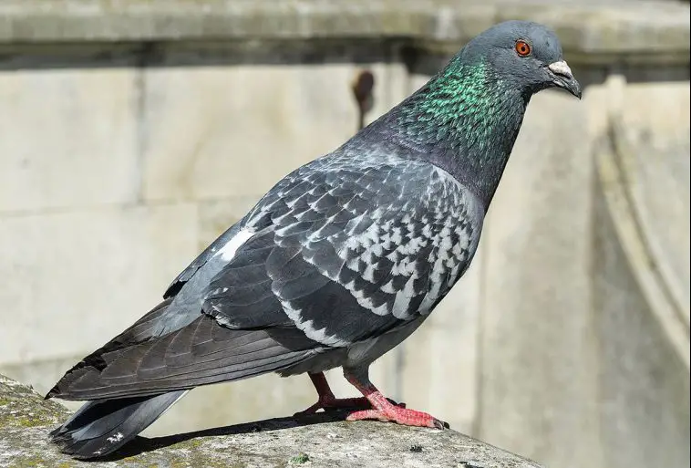Common Pigeon
