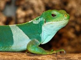 Fijian banded iguana