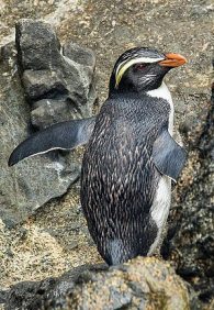 Fiordland Crested Penguin
