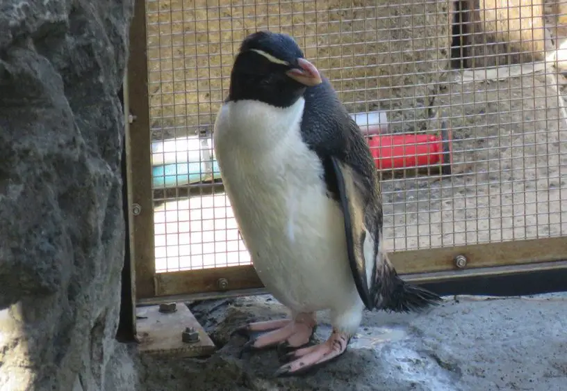 Fiordland Crested Penguin
