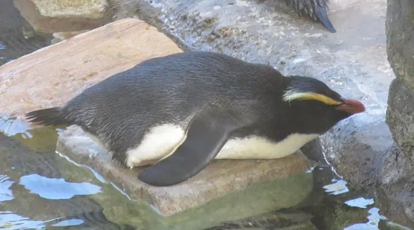 Fiordland Crested Penguin