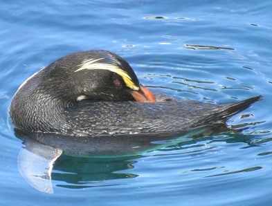 Fiordland Crested Penguin