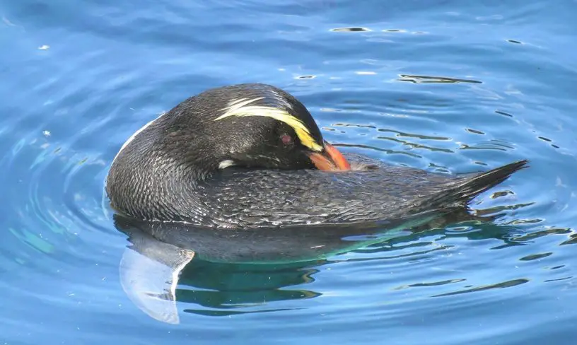 Fiordland Crested Penguin