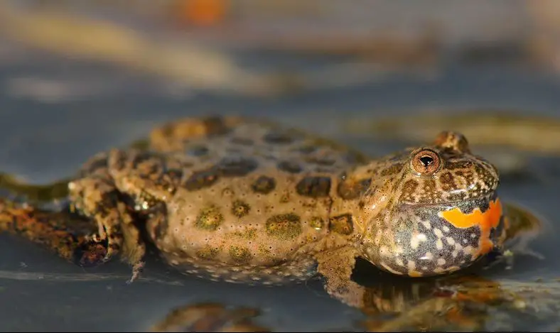 Fire-Bellied Toad