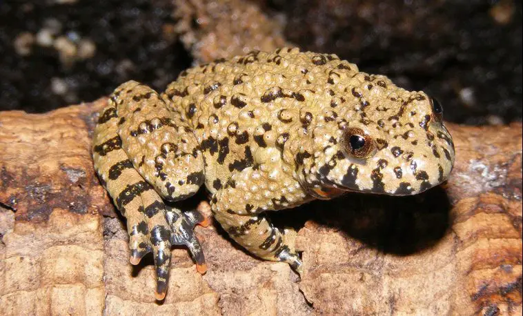 Fire-Bellied Toad