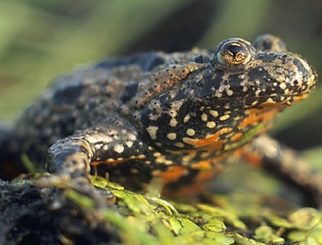 Fire-Bellied Toad