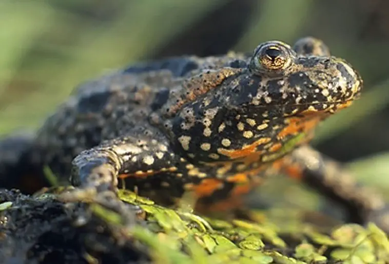 Fire-Bellied Toad