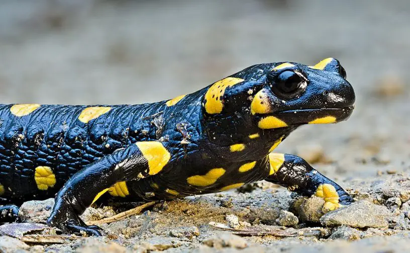 Fire Salamander