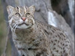 fishing cat