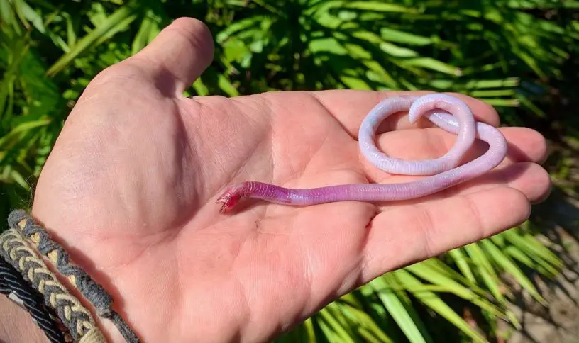 florida worm lizard
