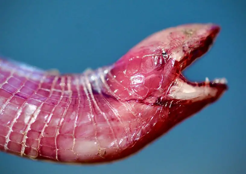 florida worm lizard