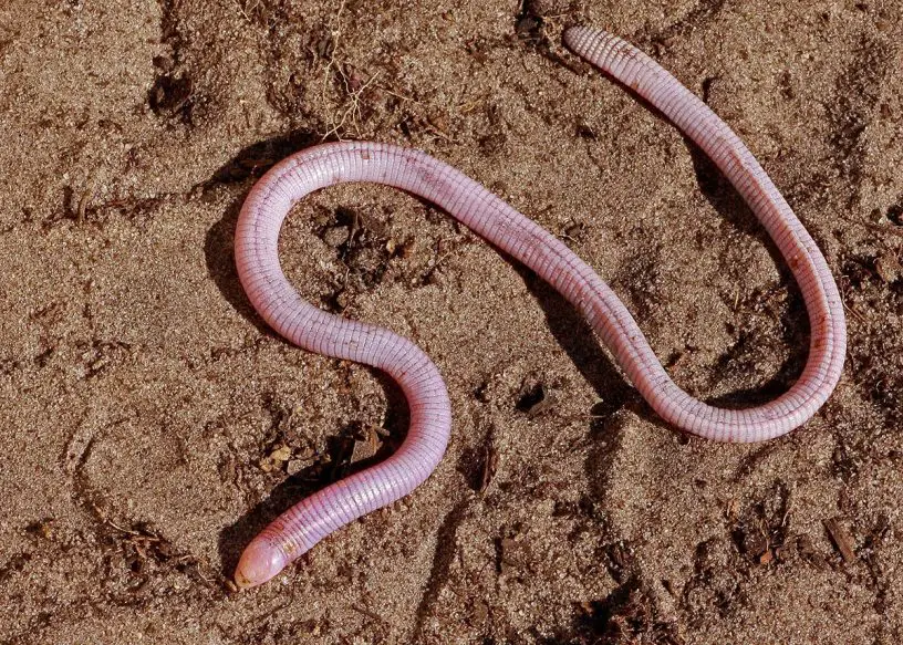 florida worm lizard
