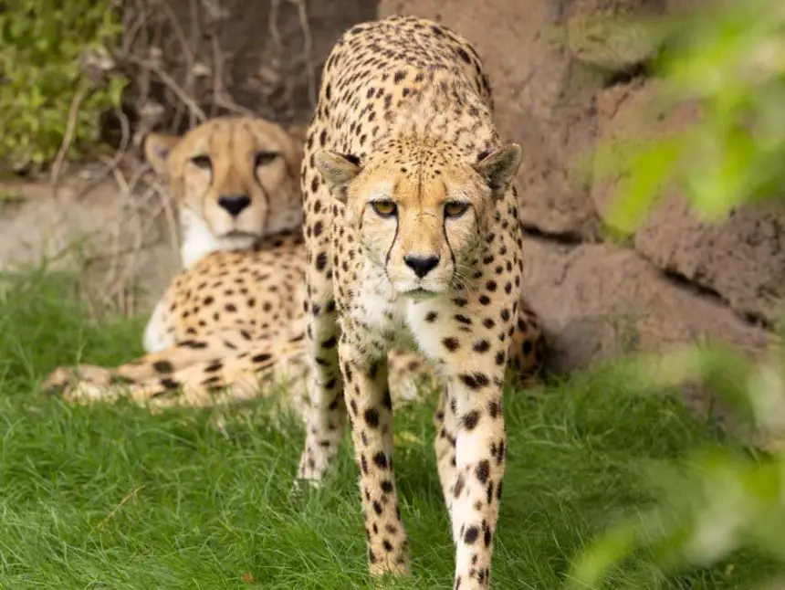 Fort Worth Zoo Unveil New Predators Habitat The Animal Facts